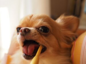 犬の歯磨きの正しい方法